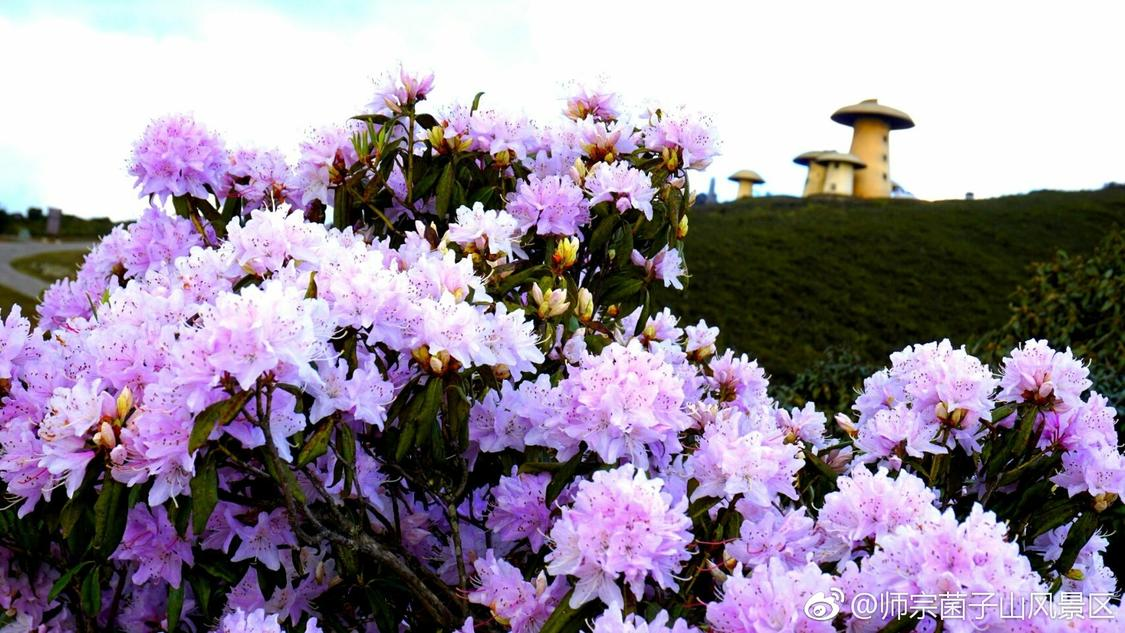 抖音粉丝增长自助下单：全新手工艺制品市场迎来爆发增长_ks业务网下载