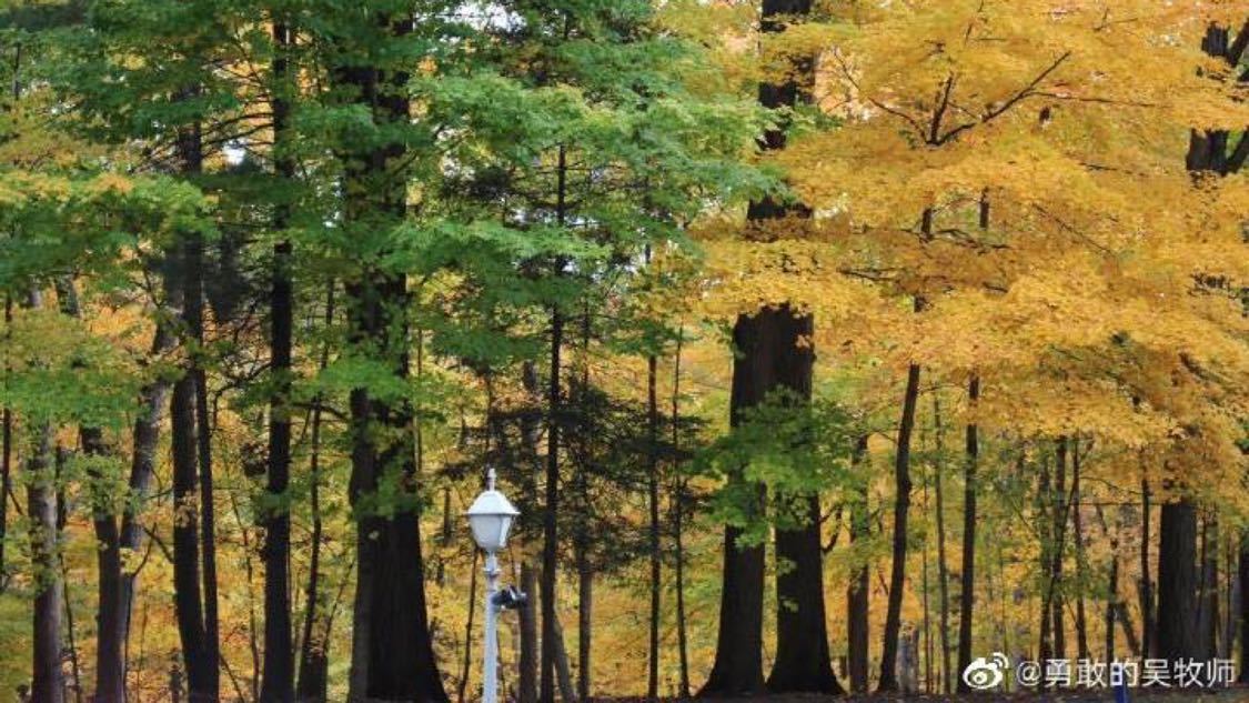 刘宇宁新剧改名玫瑰丛生